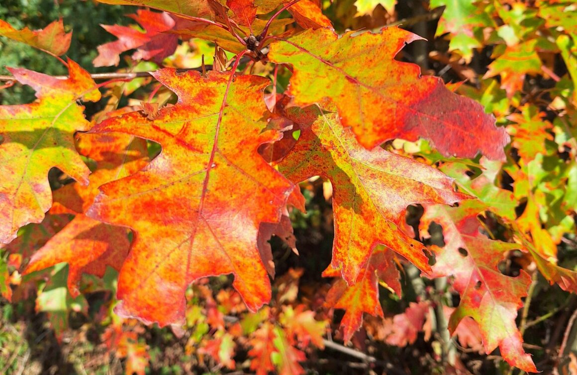 IVN-wandeling: kleuren van de herfst IVN-wandeling: kleuren van de herfst